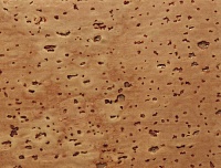 Плинтус шпонированный Pedross 60x22 Пробка рустик